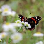 Schmetterling auf Blumenwiese